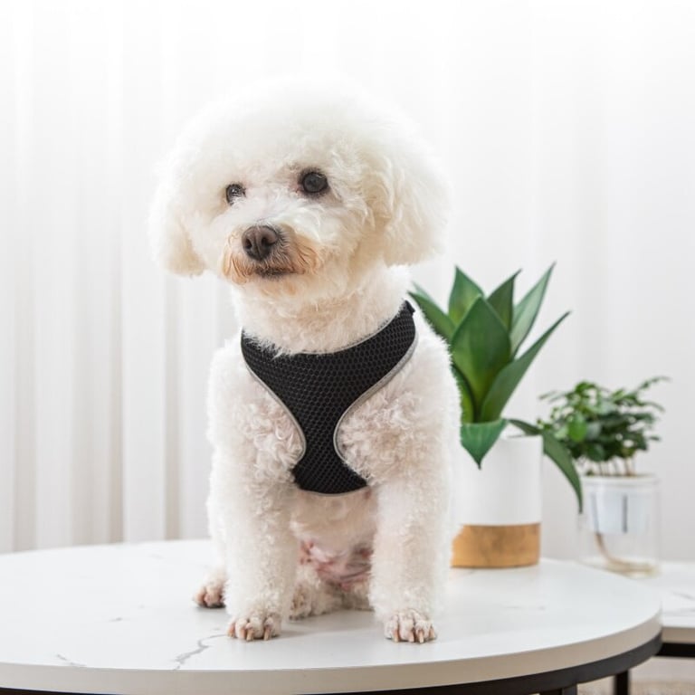 Reflective Vest-Style Dog Walking Harness | Safe Breathable Comfort thumbnail 5