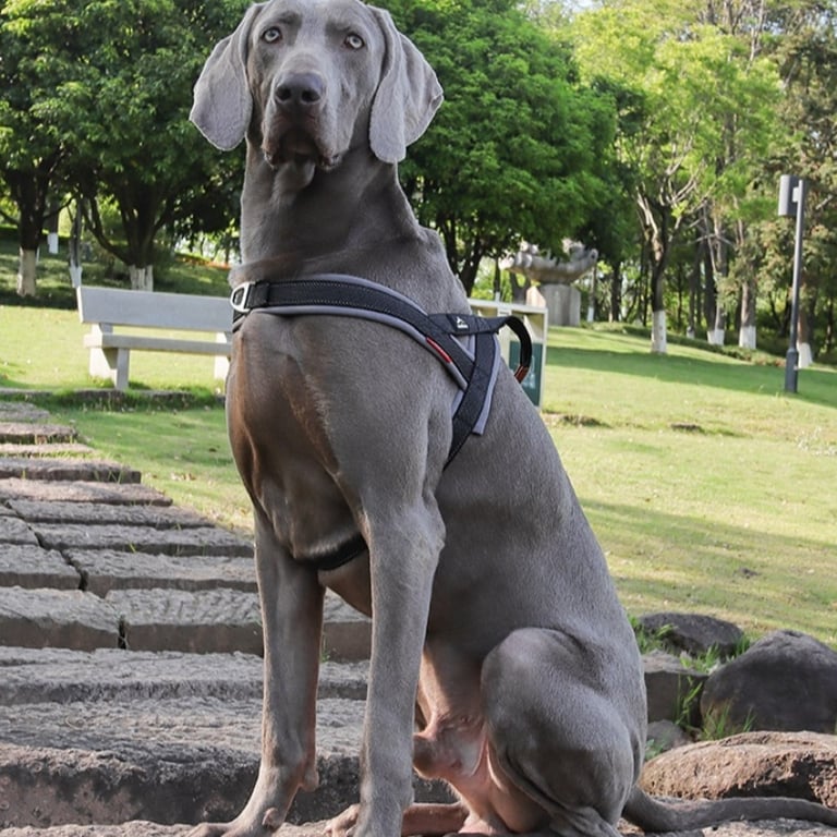 Explosion-Proof Dog Harness with No-Pull Chest Strap | Captain Fam