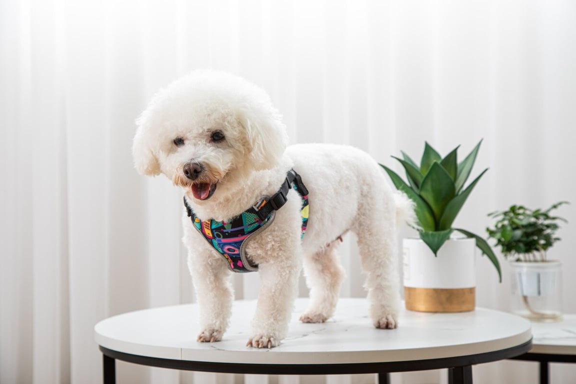 Reflective Vest-Style Dog Walking Harness | Safe Breathable Comfort thumbnail 8
